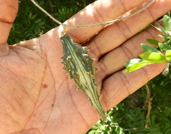 Dictyanthus