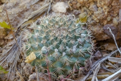 Mammillaria johnstonii