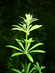Galium aparine