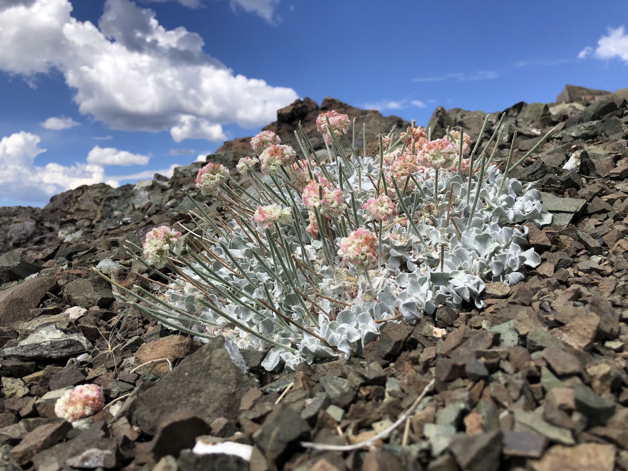 Eriogonum strictum var. greenei