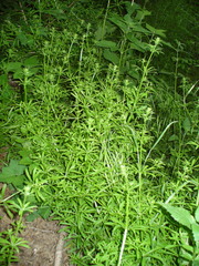 Galium aparine