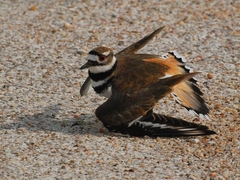 Killdeer photo 4