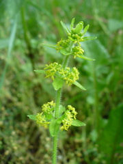 Cruciata laevipes