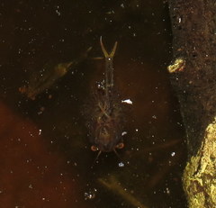 Eubranchipus