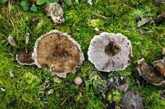 Phellodon confluens