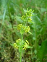 Cruciata laevipes