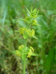 Cruciata laevipes