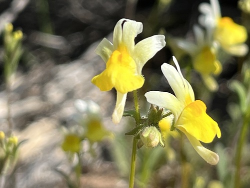 Bonnie Lionface (Nemesia ligulata)