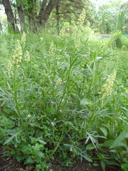 Reseda lutea