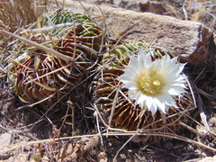 Echinofossulocactus dichroacanthus