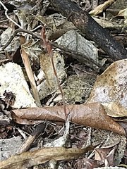 Danhatchia australis