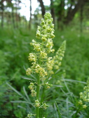 Reseda lutea
