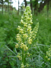 Reseda lutea