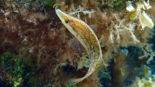 Longsnout wrasse (Symphodus rostratus) — Labridae — 2