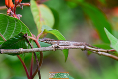 Anolis angusticeps