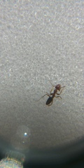 Linepithema humile