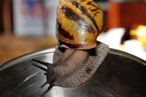 Giant Tiger Land Snail (Achatina achatina)
