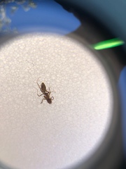 Linepithema humile