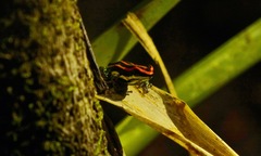 Ranitomeya uakarii