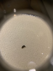Collembola