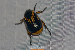 Anomala calceata