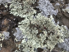 Xanthoparmelia viriduloumbrina