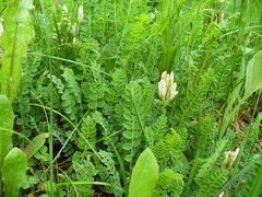 Astragalus polygala