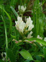 Astragalus polygala