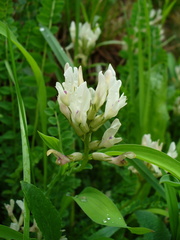 Astragalus polygala