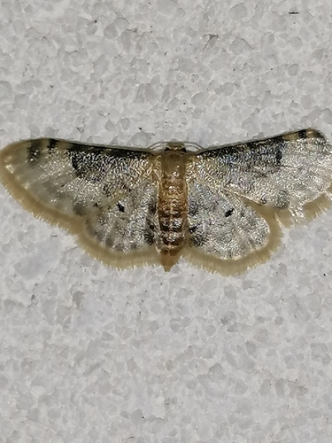 Idaea filicata, Лозята, Сливен, България, photo 8 of 10