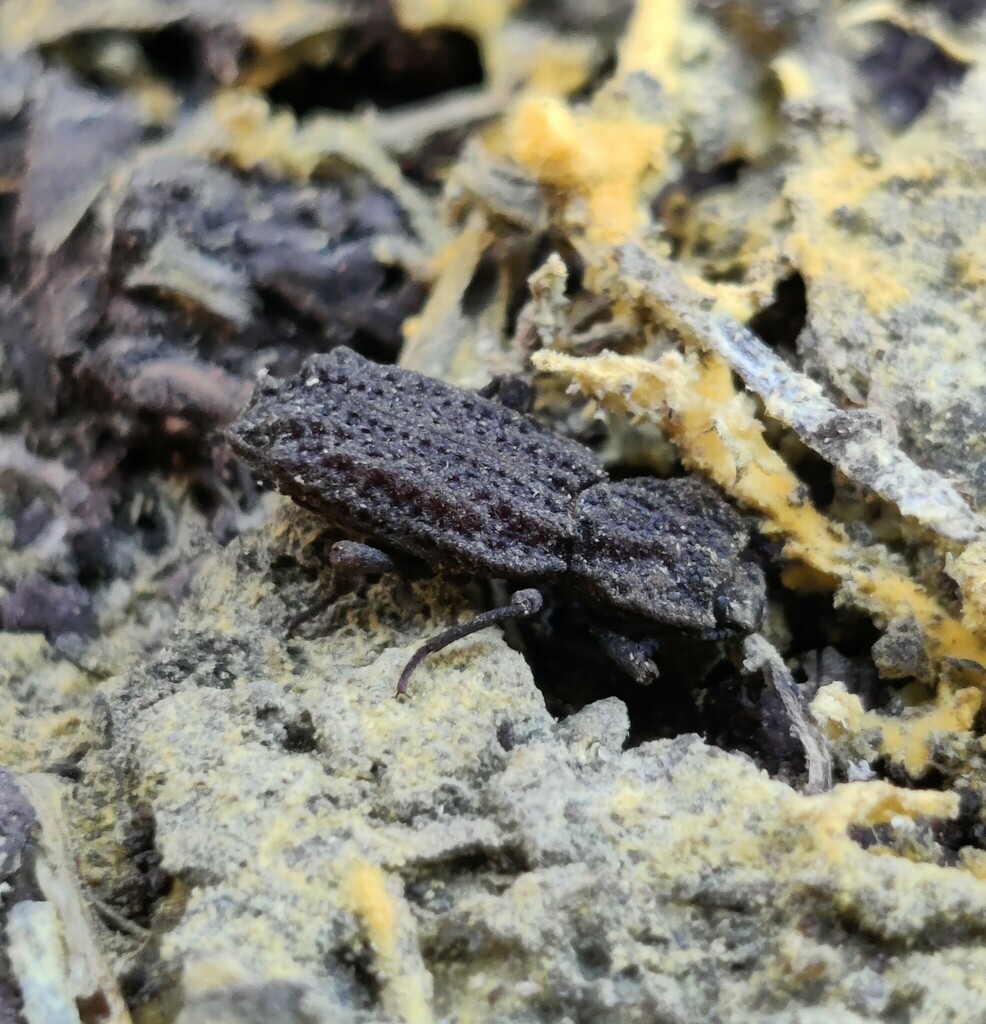Phellopsis Phellopsis porcata from Clark County, WA, USA on August 14, 2023 at 01: ...