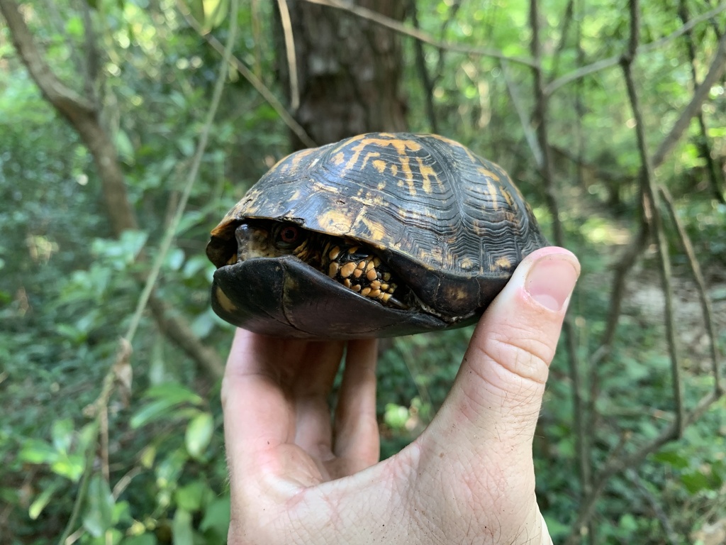 Eastern Box Turtle In August 2023 By Mossbill16 INaturalist   Large 