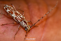 Elaphidion splendidum