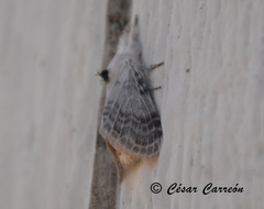 Apotolype brevicrista
