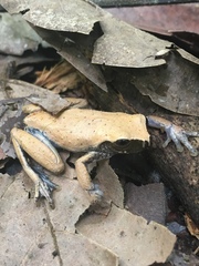 Pauini Treefrog photo 2