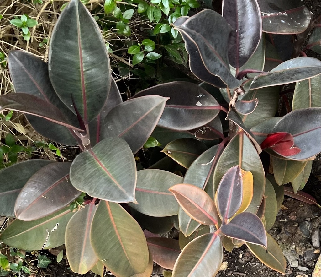 rubber plant from Neptuno, Santo Domingo, Valparaíso, CL on July 13 ...