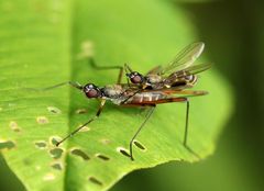 Micropeza corrigiolata