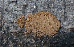 Merismodes anomala