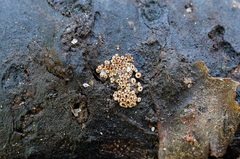 Merismodes anomala