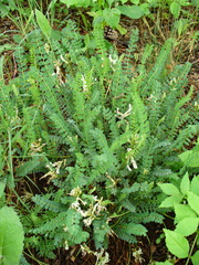 Astragalus polygala