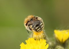Anthidium punctatum