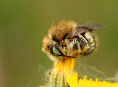 Anthidium punctatum
