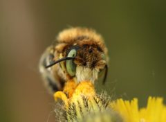 Anthidium punctatum
