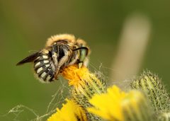 Anthidium punctatum