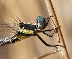 Parasynthemis regina