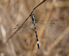 Parasynthemis regina