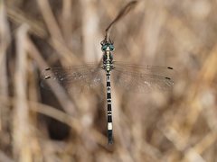 Parasynthemis regina