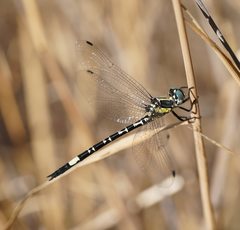 Parasynthemis regina