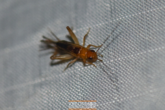 Neonemobius cubensis