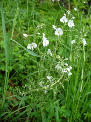 Veronica gentianoides